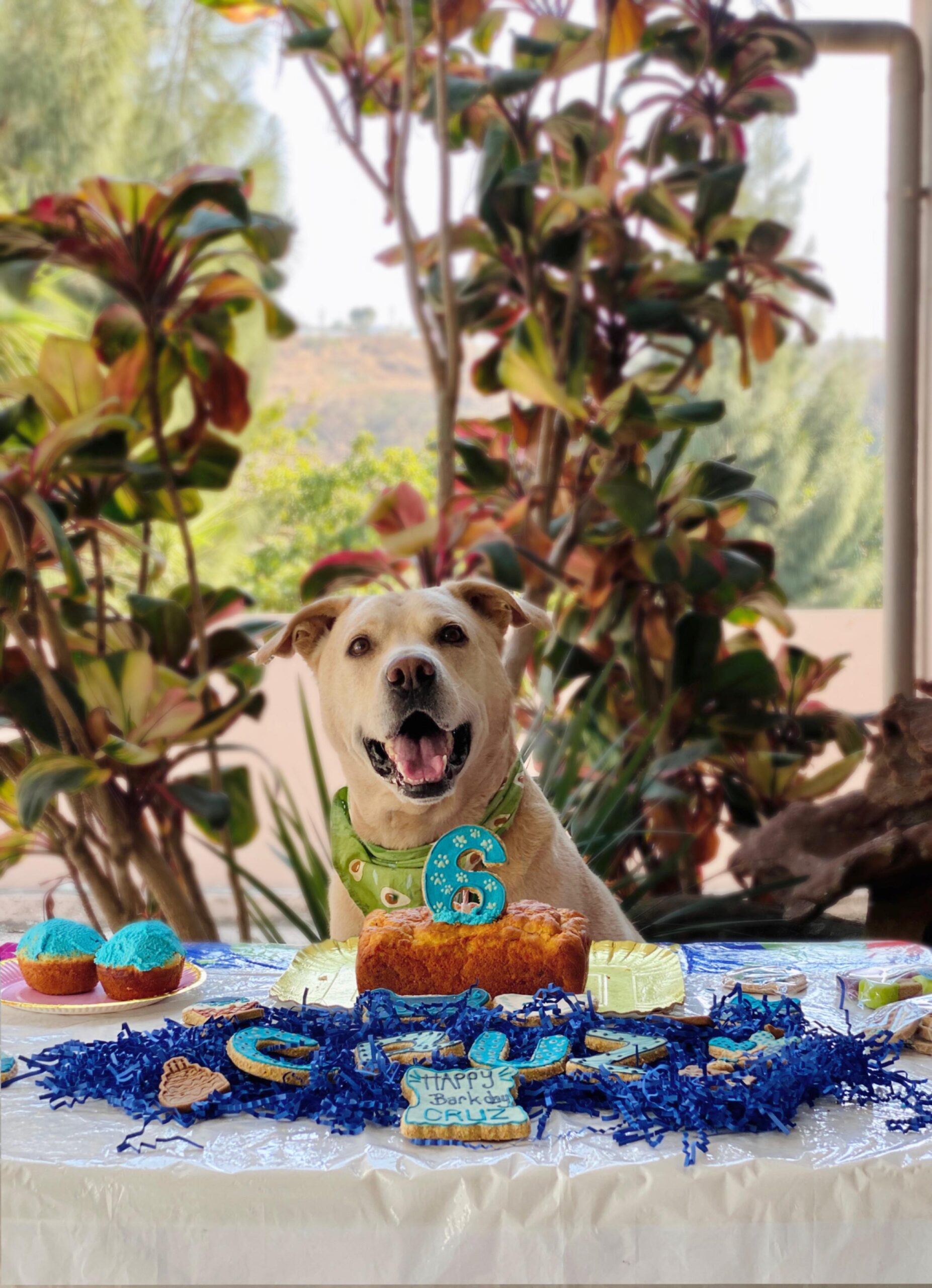 Bark Day Box